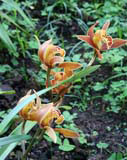 A naturally growing orchid in the Baconao park.