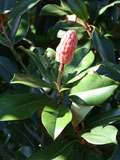 A magnolia bud.