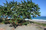 An almond tree with red bracts on the beach.