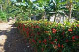 An isora hedge with red flowers.