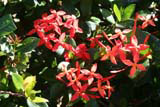 Isora flowers on a hedge.