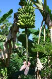 The flower hanging below a large hand of mature bananas.