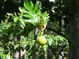 A guapen fruit near Baracoa. A bit like breadfruit inside but with fewer seeds, and can be fried.