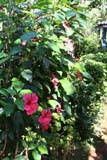 The hibiscus bush in Raudeli Delgado's garden.