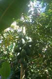 Papayas on the tree in Raudeli Delgado's garden near Baracoa.