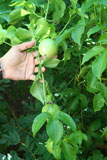 Unripe passion fruit on the tree in Raudeli Delgado's garden.