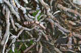 A caterpillar among the roots near Baracoa.