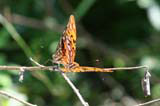 Hard to see, but there are two butterflies mating here, near Baracoa.