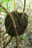 A large bibijaiva nest near Baracoa.