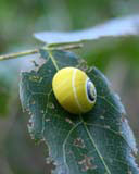 A polimita snail on a leaf.