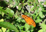 A very striking butterfly near Baracoa.