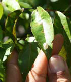 A tiny white polimita snail on a leaf near Baracoa.
