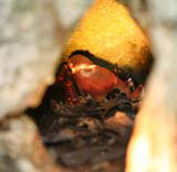 A crab in a hole deep under a rock near Baracoa.