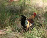 A very free range cockerel in Raudeli Delgado's garden near Baracoa.