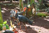 Turkeys in Raudeli Delgado's garden near Baracoa.