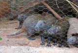Raudeli's jutías (tree rats) in their cage.