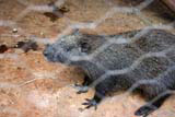 A jutía - tree rat - Cuba's largest land mammal, in Raudeli Delgado's garden near Baracoa.