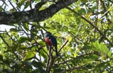 The Tocororo or Cuban Trogon - the national bird, seen near Baracoa.