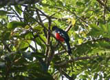 A Tocororo spotted in the Humboldt National Park.