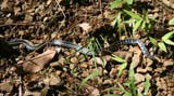 A small snake near Baracoa, harmless... we think.