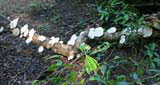An array of white tree fungus.