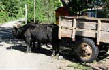 A bullock cart near Baracoa waiting for directions.