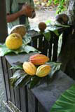 Red, yellow and green cacao at the front, coconuts at the back.