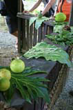 Green grapefruit, green beans, guavas, a breadfruit, a papaya and sugar cane at the same place.