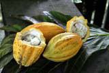 A cacao fruit with edible flesh round the beans.