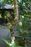 Green cacao, growing on the tree.