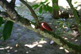 Red cacao growing on the tree.