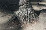 Some exposed roots.