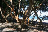 Trees behind the beach near the River Toa, near Baracoa.
