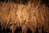 More drying tobacco leaves.