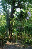 A fine standing cactus in the Jardín Botánico de Caridad, Viñales