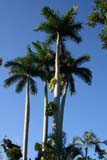 A stand of royal palms in the middle of the Jardín Botánico de Caridad.