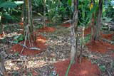 Banana plants with fresh earth piled round them in the Jardín Botánico de Caridad.