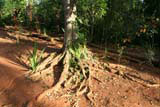 Roots on the surface in the Jardín Botánico de Caridad.