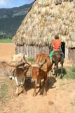 Mary negotiating a bullock cart in the Viñales valley.
