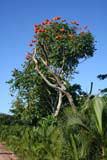 A flowering tulip tree by the road in the Viñales valley.