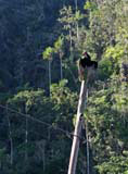 A vulture on a telegraph pole in the Viñales valley.