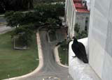 A red headed vulture perched high up on the José Martí memorial in Plaza de la Revolución, Havana.