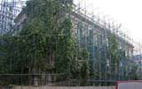 How long has that scaffolding been up? The plants are very well established.