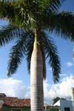 The Royal palm (Roystonea regia) - the national tree of Cuba.