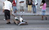 A shark caught off Havana and being dragged across the Malecón.