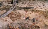Piglets foraging on Maguana beach, near Baracoa.