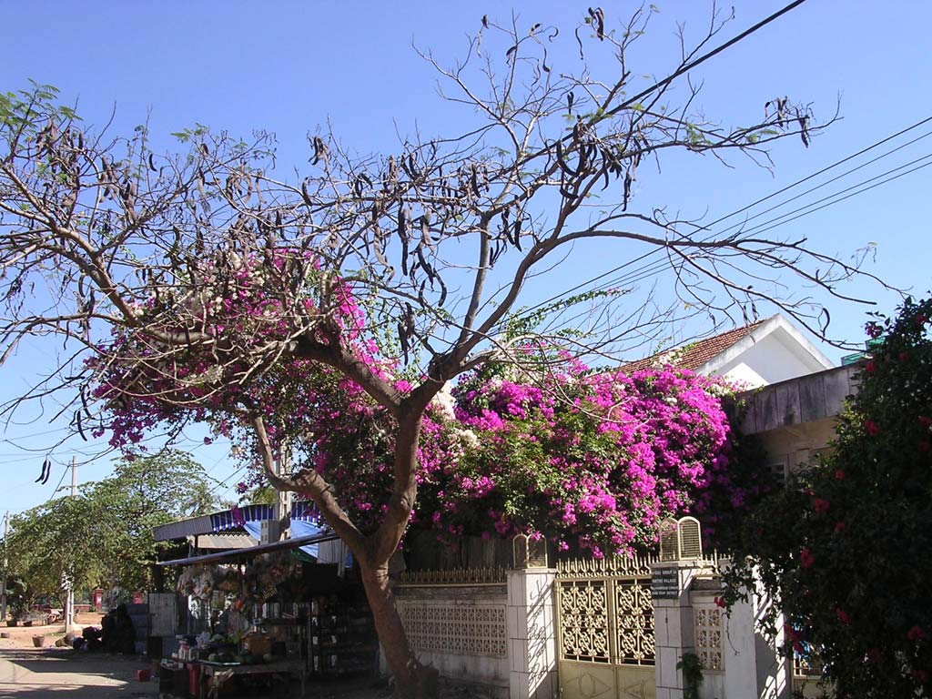 Two-tone bougain-villea in Siem Reap