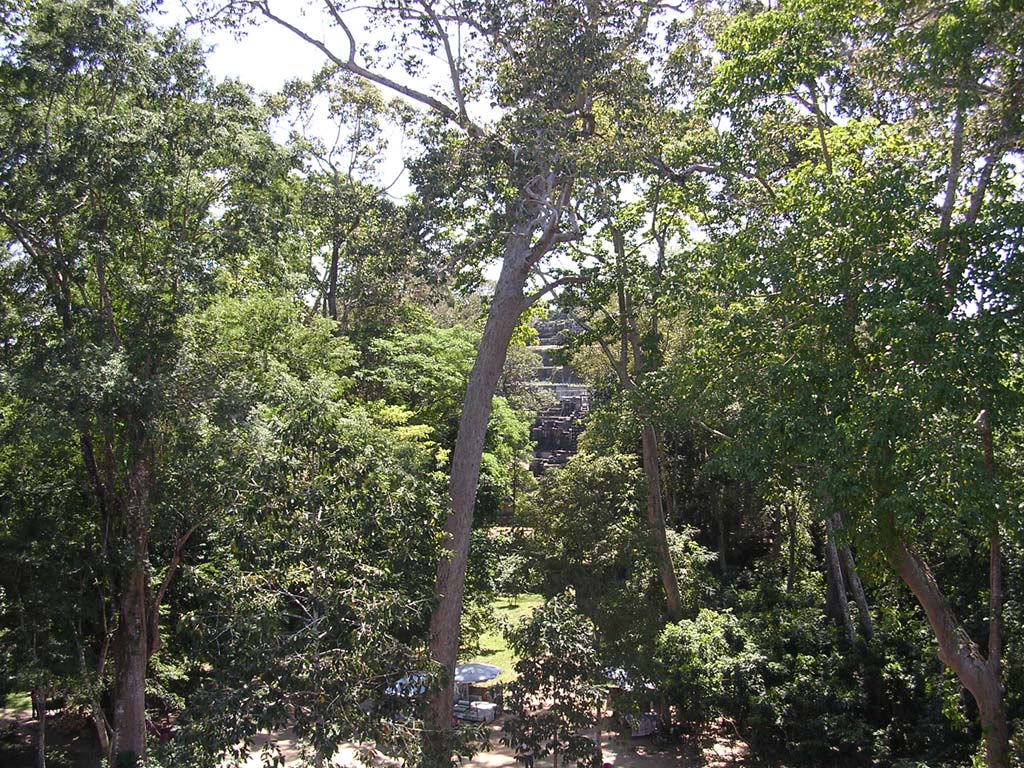 Through the trees from the top