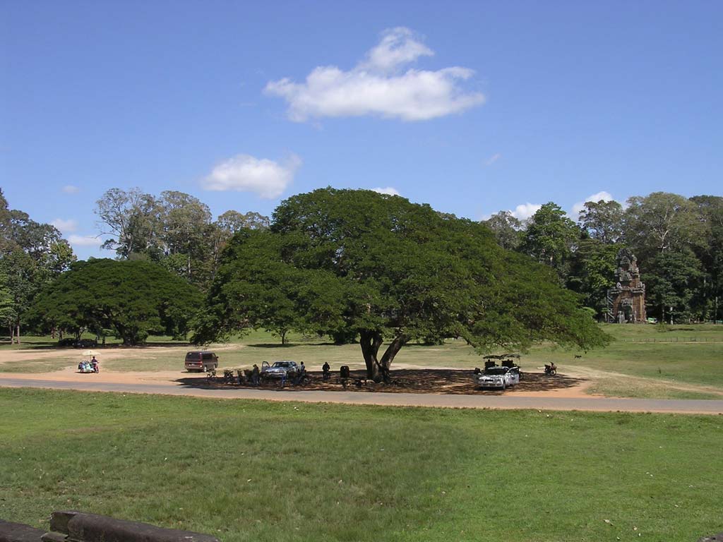 Taking shade under the tree