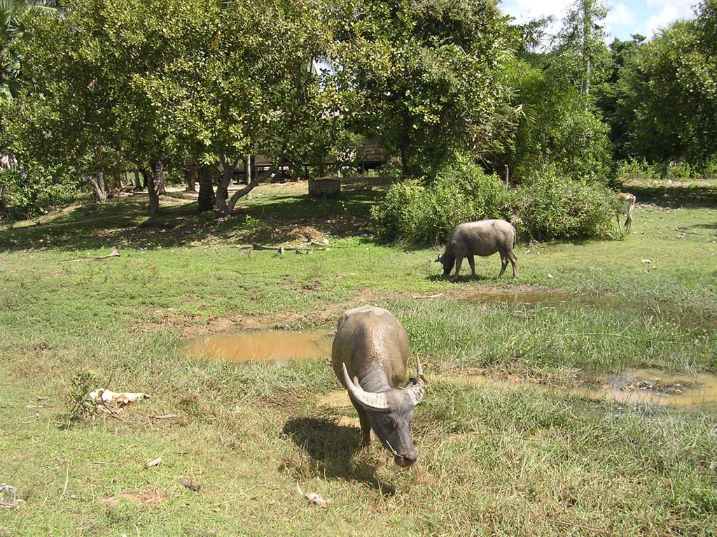 Grazing buffalo